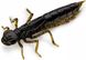 Силикон FishUp Dragonfly 1.7in (8шт) в форме стрекозы с запахом креветки (цвет 78) (10058110)