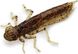 Силикон FishUp Dragonfly 1.7in (8шт) в форме стрекозы с запахом креветки (цвет 79) (10058121)