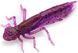 Силикон FishUp Dragonfly 0.75in (12шт) в форме стрекозы с запахом креветки (цвет 51) (10056104)