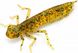 Силикон FishUp Dragonfly 0.75in (12шт) в форме стрекозы с запахом креветки (цвет 54) (10056108)