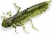 Силикон FishUp Dragonfly 0.75in (12шт) в форме стрекозы с запахом креветки (цвет 55) (10056109)