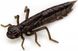 Силикон FishUp Dragonfly 0.75in (12шт) в форме стрекозы с запахом креветки (цвет 58) (10056112)