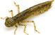 Силикон FishUp Dragonfly 0.75in (12шт) в форме стрекозы с запахом креветки (цвет 60) (10056117)